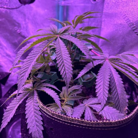 Tony Montana growlog timeline photo