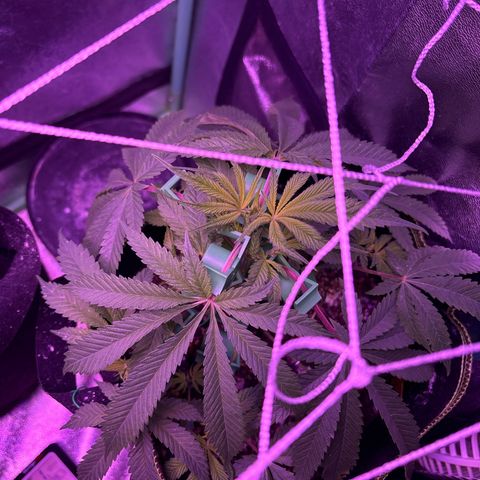 Tony Montana growlog timeline photo