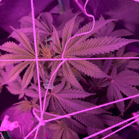 Tony Montana growlog timeline photo