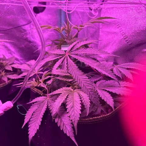 Tony Montana growlog timeline photo