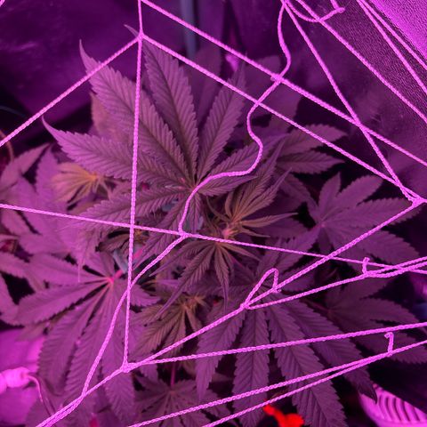 Tony Montana growlog timeline photo