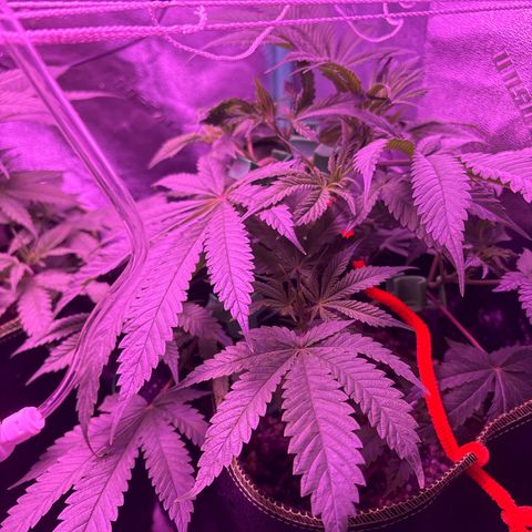Tony Montana growlog timeline photo