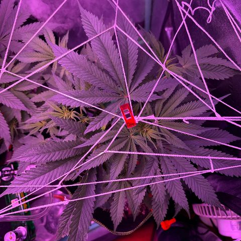 Tony Montana growlog timeline photo