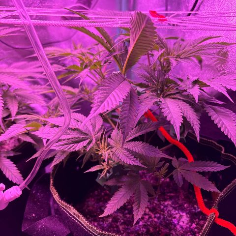 Tony Montana growlog timeline photo