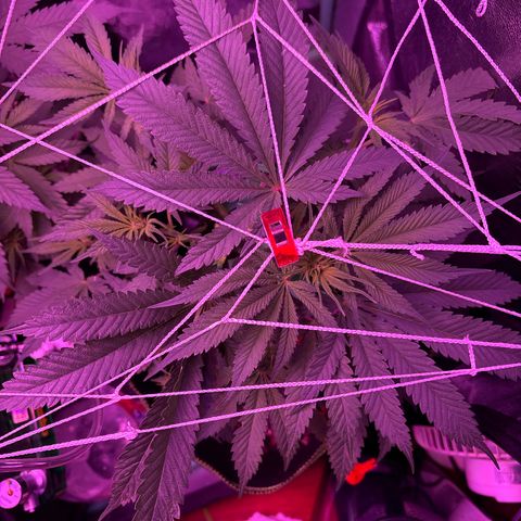Tony Montana growlog timeline photo