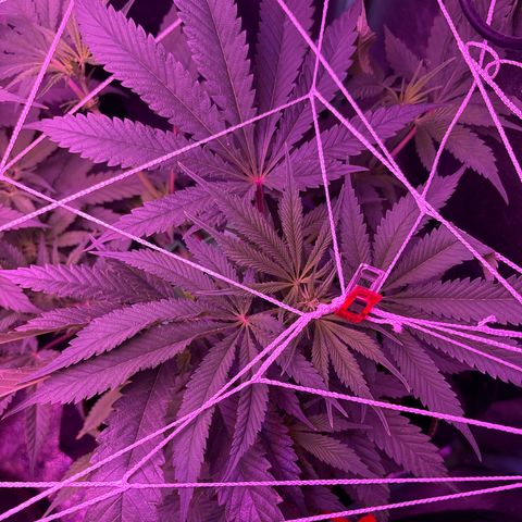 Tony Montana growlog timeline photo