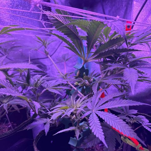 Tony Montana growlog timeline photo