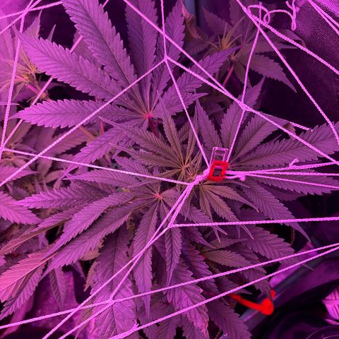 Tony Montana growlog timeline photo