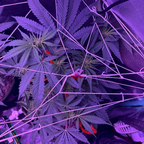 Tony Montana growlog timeline photo