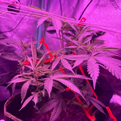 Tony Montana growlog timeline photo