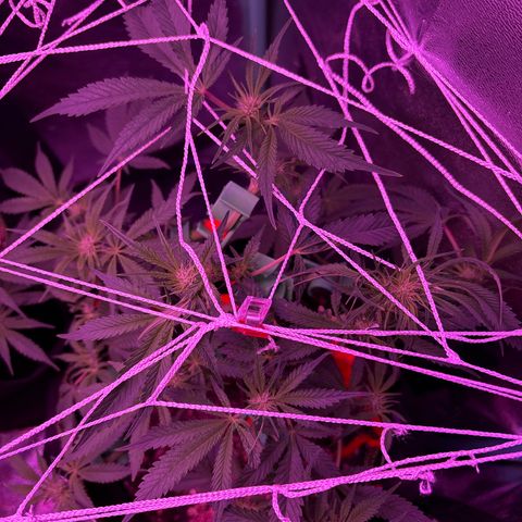 Tony Montana growlog timeline photo