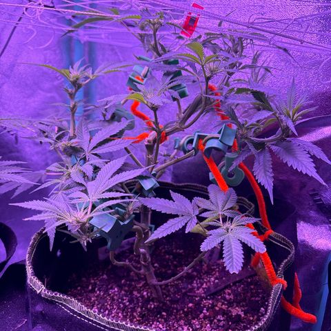 Tony Montana growlog timeline photo