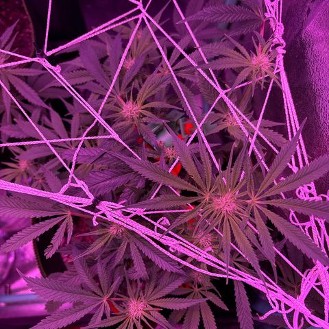Tony Montana growlog timeline photo