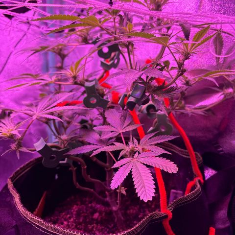 Tony Montana growlog timeline photo
