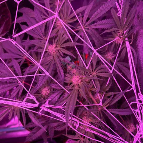Tony Montana growlog timeline photo
