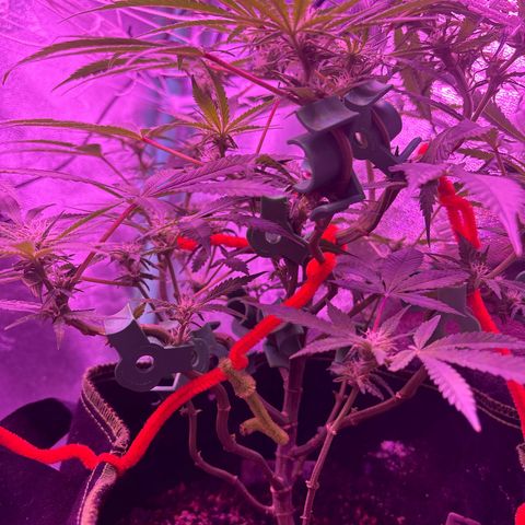 Tony Montana growlog timeline photo