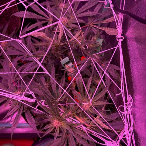 Tony Montana growlog timeline photo