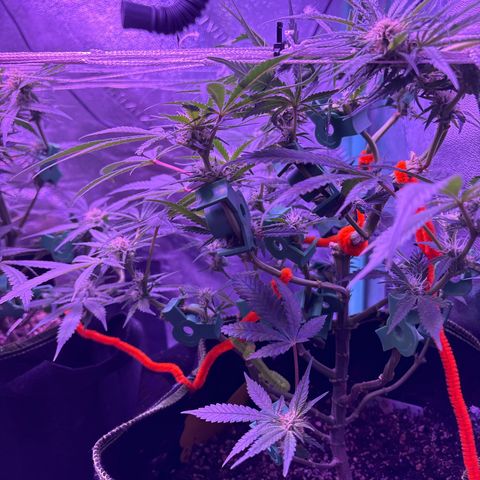 Tony Montana growlog timeline photo