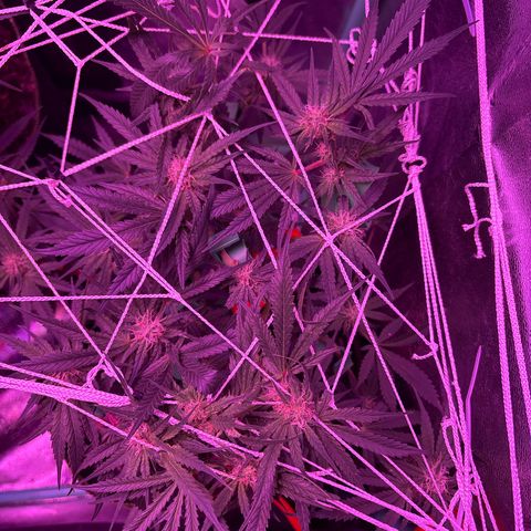 Tony Montana growlog timeline photo