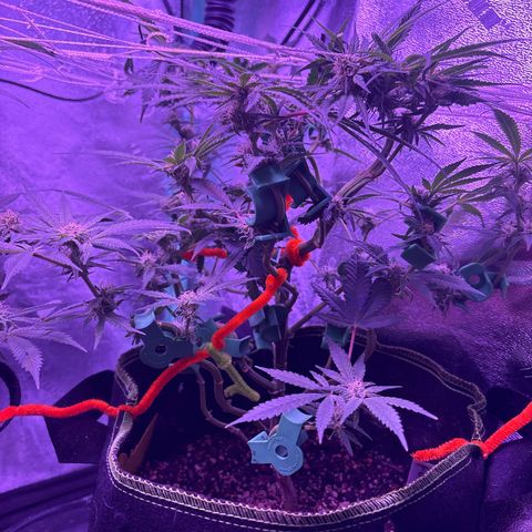 Tony Montana growlog timeline photo