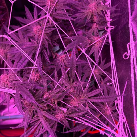 Tony Montana growlog timeline photo