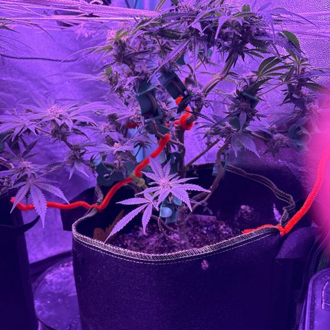 Tony Montana growlog timeline photo