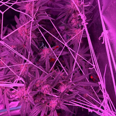 Tony Montana growlog timeline photo