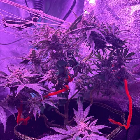 Tony Montana growlog timeline photo
