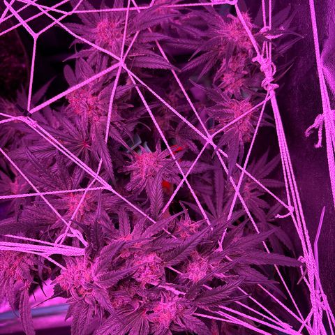 Tony Montana growlog timeline photo