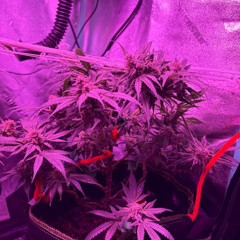 Tony Montana growlog timeline photo