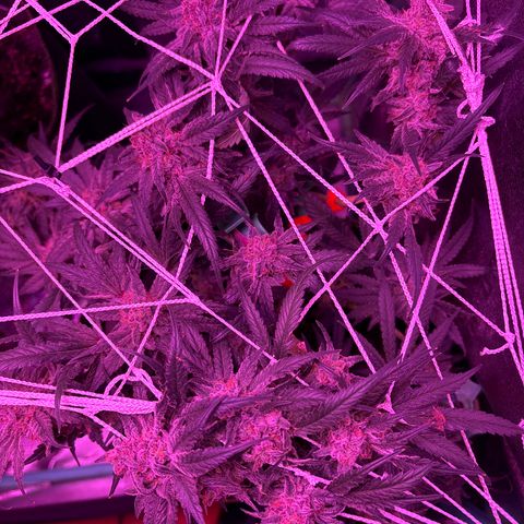 Tony Montana growlog timeline photo
