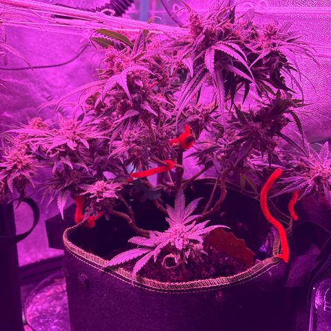 Tony Montana growlog timeline photo