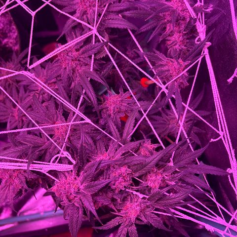 Tony Montana growlog timeline photo