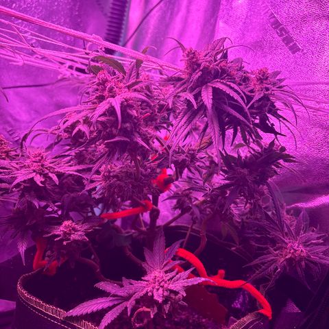 Tony Montana growlog timeline photo