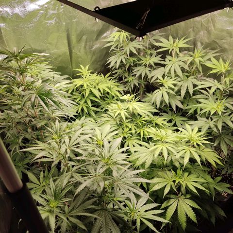 Og 18  growlog timeline photo