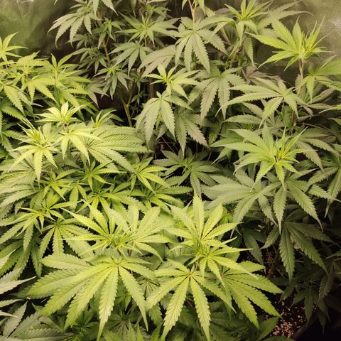 Og 18  growlog timeline photo