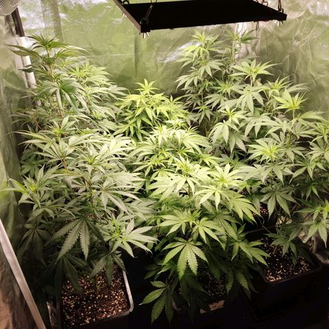 Og 18  growlog timeline photo