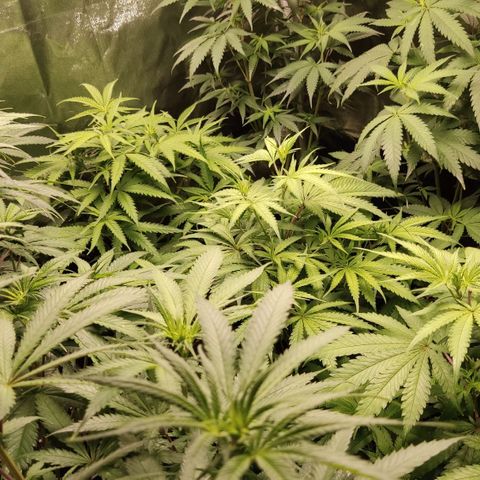 Og 18  growlog photo: Fotos dia