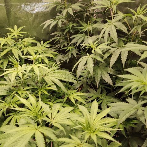 Og 18  growlog photo: Fotos dia