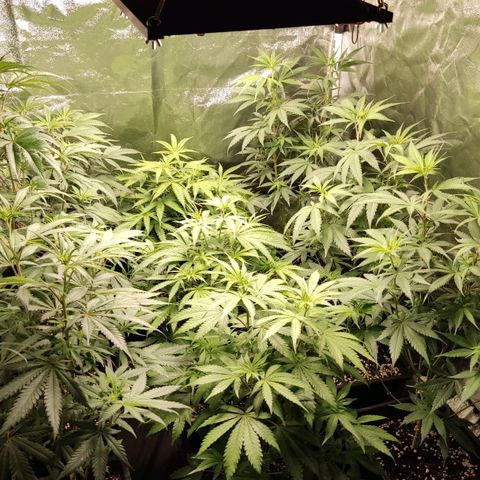 Og 18  growlog photo: Fotos dia