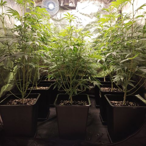Og 18  growlog timeline photo