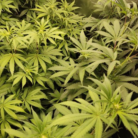 Og 18  growlog timeline photo