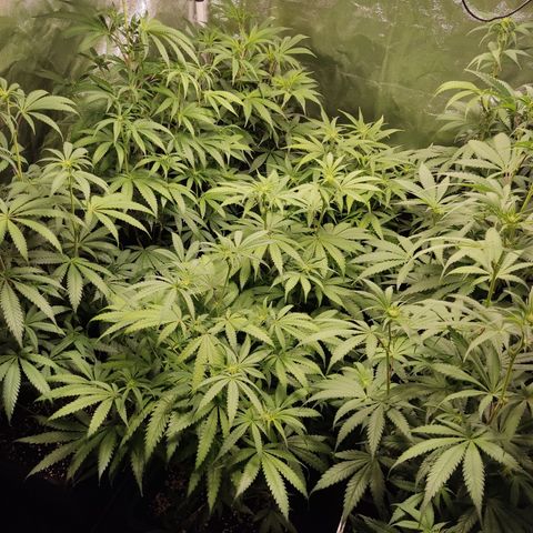 Og 18  growlog timeline photo