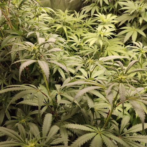 Og 18  growlog timeline photo