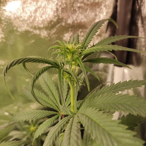 Og 18  growlog timeline photo