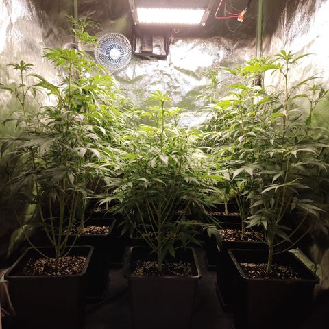 Og 18  growlog timeline photo