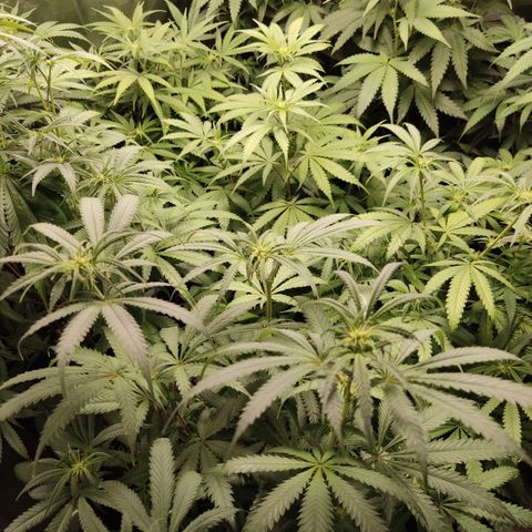 Og 18  growlog timeline photo
