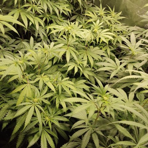 Og 18  growlog timeline photo