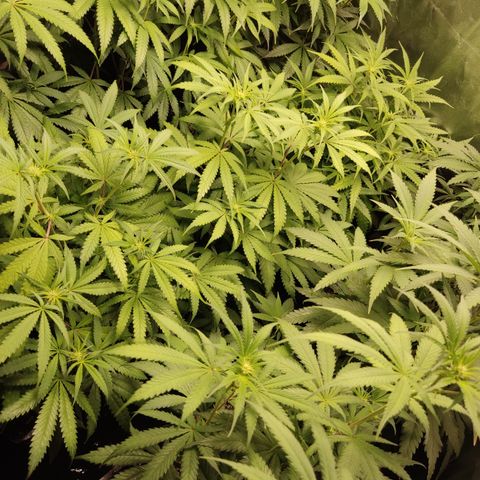 Og 18  growlog timeline photo