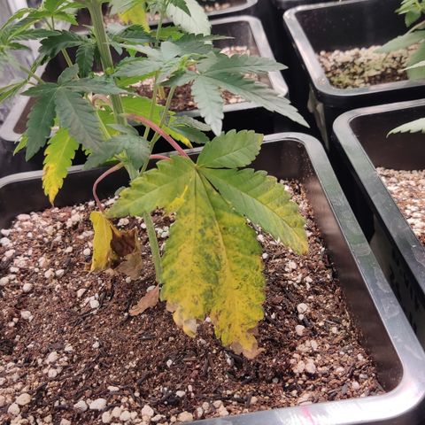 Og 18  growlog timeline photo